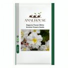 Begonia Flower White Double Flowers - 100 PCS Seeds