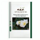 Begonia White Double Flowers with Blue Edge - 100 PCS Seeds