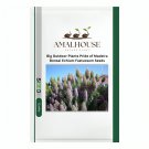 Big Outdoor Plants Pride of Madeira Bonsai Echium Fastuosum - 100 PCS Seeds