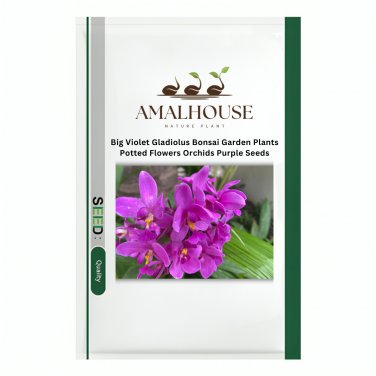 Big Violet Gladiolus Bonsai Garden Plants Potted Flowers Orchids Purple - 100 PCS Seeds