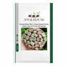 Beauty Mixed Mini Lithops Bonsai Plants Cactus Bonsai Plants - 100 PCS Seeds