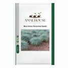Blue Grass Perennial - 500 PCS Seeds