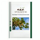 Blue Maple Tree Bonsai Series - 50 PCS Seeds
