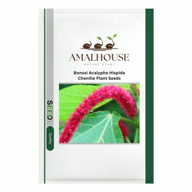 Bonsai Acalypha Hispida Chenille Plant - 100 PCS Seeds
