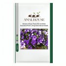 Bonsai Petunia Garden Bonsai Moon Night Sky Double Purple Flowers - 200 PCS Seeds