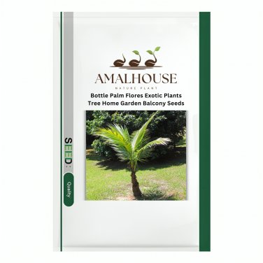Bottle Palm Flores Exotic Plants Tree Home Garden Balcony - 10 PCS Seeds