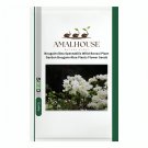 Bougainvillea Spectabilis Willd Bonsai Plant Garden Bougainvillea Plants Flower - 103 PCS Seeds