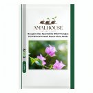 Bougainvillea Spectabilis Willd Triangles Plum Bonsai Potted Flower Plant - 100 PCS Seeds