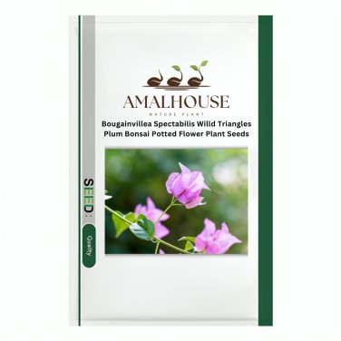 Bougainvillea Spectabilis Willd Triangles Plum Bonsai Potted Flower Plant - 100 PCS Seeds