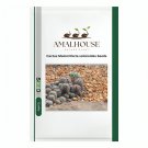 Cactus Mammillaria solisioides - 5 PCS Seeds