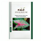Caladium Bicolor Green Pink Bicolor Leaves - 100 PCS Seeds