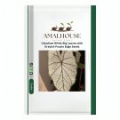 Caladium White Big Leaves with Greyish Purple Edge - 120 PCS Seeds