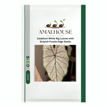 Caladium White Big Leaves with Greyish Purple Edge - 120 PCS Seeds