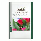 Calla Lily Zantedeschia aethiopica Flower semillas sementes - 100 PCS Seeds