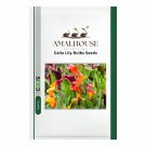 Calla Lily Bulbs - 2 PCS Seeds