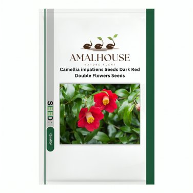 Camellia impatiens Dark Red Double Flowers - 50 PCS Seeds