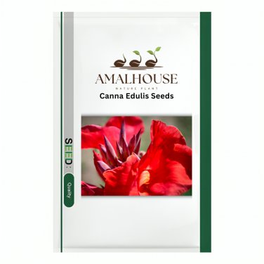 Canna Edulis - 5 PCS Seeds