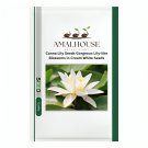 Canna Lily Seeds Gorgeous Lily-like Blossoms in Cream White - 50 PCS Seeds