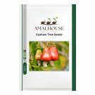 Cashew Tree - 5 PCS Seeds