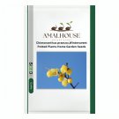 Chimonanthus praecox,Wintersweet Potted Plants Home Garden - 20 PCS Seeds