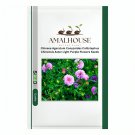 Chinese Ageratum Conyzoides Callistephus Chinensis Aster Light Purple Flowers - 200 PCS Seeds