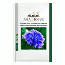 Chinese Rare and Precious Species of Blue Peony Flower Bonsai - 10 PCS Seeds
