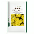 Chrysanthemum Perennial Flowers - 200 PCS Seeds