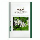 Clematis Flower Perennial Plant Garden Decoration Vines Climbings - 100 PCS Seeds