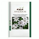 Clematis hybridas Climbing Plants Garden Landscaping - 50 PCS Seeds
