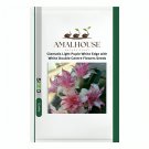 Clematis Light Puple White Edge with White Double Centre Flowers - 100 PCS Seeds