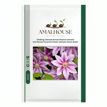 Climbing Clematis Flowers Clematis Vine Bonsai Perennial Clematis Plants - 100 PCS Seeds