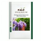 Climbing Jasmine Flower Purple White Flowers - 20 PCS Seeds