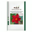 Climbing Mandevilla Sanderi Dipladenia sanderi Dark Red Flowers - 200 PCS Seeds