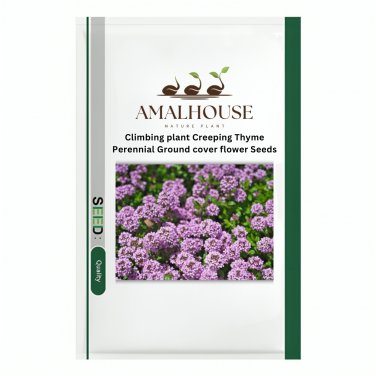 Climbing plant Creeping Thyme Perennial Ground cover flower - 205 PCS Seeds