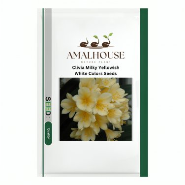 Clivia Milky Yellowish White Colors - 100 PCS Seeds