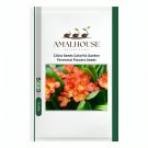 Clivia Colorful Garden Perennial Flowers - 20 PCS Seeds