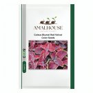 Coleus Blumei Red Velvet Color - 100 PCS Seeds