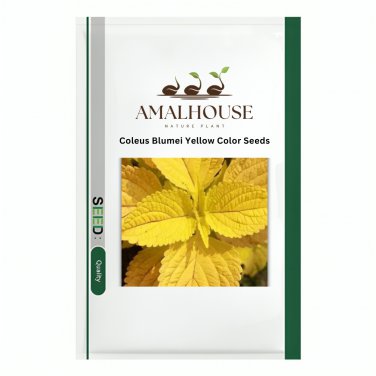 Coleus Blumei Yellow Color - 100 PCS Seeds