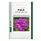 Coloful Hosta Plants Perennials Lily Flower Full Shade Hosta Flower - 100 PCS Seeds