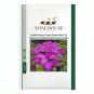 Coloful Hosta Plants Perennials Lily Flower Full Shade Hosta Flower - 100 PCS Seeds