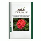 Colorful Geranium Beautiful Garden Flower Perennial Fleur Graine Geranium - 50 PCS Seeds