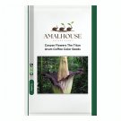 Corpse Flowers The Titan Arum Coffee Color - 50 PCS Seeds
