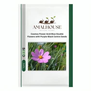 Cosmos Flower Acid Blue Double Flowers with Purple-Black Centre - 100 PCS Seeds