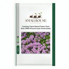 Creeping Thyme Bonsai Flower Plant Rock CRESS Ground Cover Plants - 200 PCS Seeds