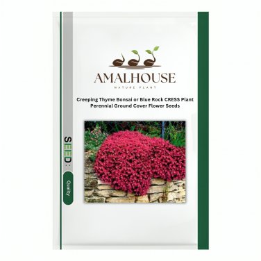 Creeping Thyme Bonsai or Blue Rock CRESS Plant Perennial Ground Cover Flower - 500 PCS Seeds