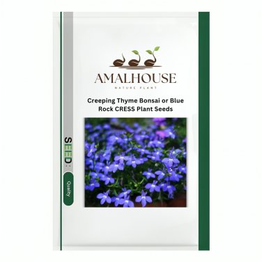 Creeping Thyme Bonsai or Blue Rock CRESS Plant - 100 PCS Seeds