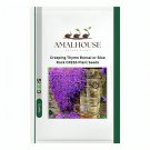 Creeping Thyme Bonsai or Blue Rock CRESS Plant - 500 PCS Seeds