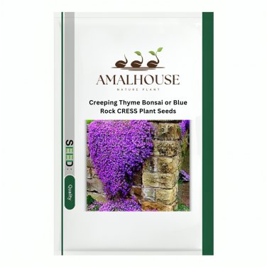 Creeping Thyme Bonsai or Blue Rock CRESS Plant - 500 PCS Seeds