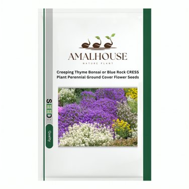 Creeping Thyme Bonsai or Blue Rock CRESS Plant Perennial Ground Cover Flower - 100 PCS Seeds