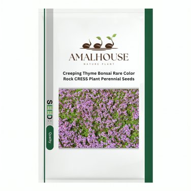 Creeping Thyme Bonsai,Rare Color Rock CRESS Plant Perennial - 300 PCS Seeds